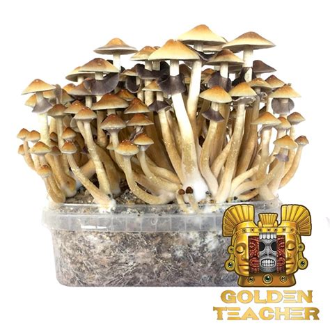psilocybin mushroom growing kit with spores